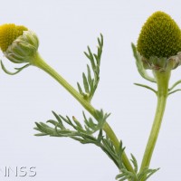 Pineappleweed